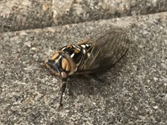 Megatibicen tremulus