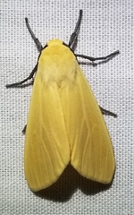 Pareuchaetes insulata