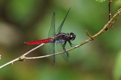 Libellula herculea