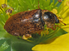 Byturus ochraceus