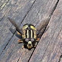 Helophilus antipodus