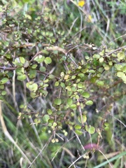 Coprosma