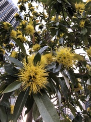 Xanthostemon chrysanthus