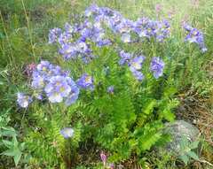Polemonium boreale