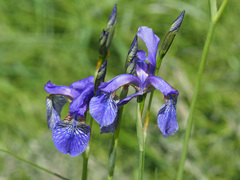 Iris sibirica
