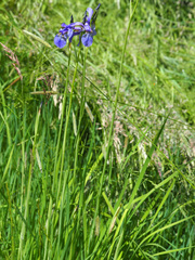 Iris sibirica