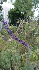 Ajuga reptans
