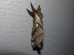 Sthenopis argenteomaculatus