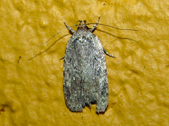Agonopterix argillacea