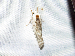 Antaeotricha