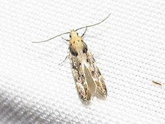 Aristotelia roseosuffusella