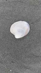 Austrovenus stutchburyi