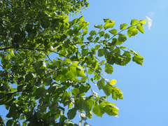 Ulmus laevis
