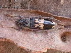 Phoracantha semipunctata