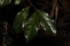 Endiandra discolor