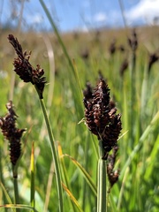 Carex scopulorum scopulorum