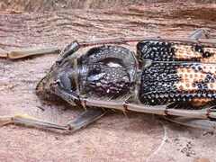 Phoracantha semipunctata