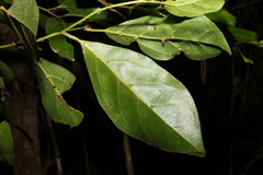 Endiandra discolor