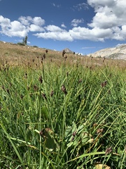 Carex scopulorum scopulorum