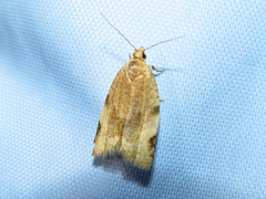 Clepsis virescana