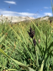 Carex scopulorum scopulorum