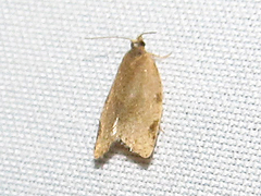 Clepsis virescana
