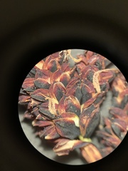 Carex scopulorum scopulorum