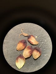 Carex scopulorum scopulorum