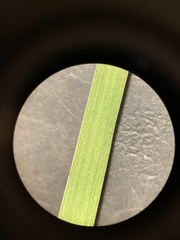 Carex scopulorum scopulorum