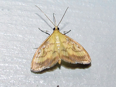 Crocidophora tuberculalis