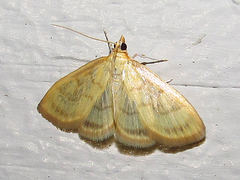 Crocidophora tuberculalis