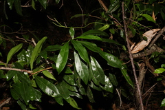 Planchonella chartacea