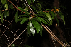 Planchonella chartacea