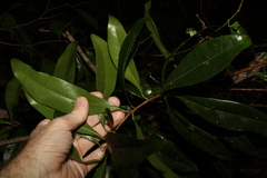 Planchonella chartacea