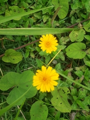 Melampodium divaricatum