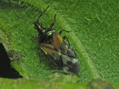 Anthocoris nemorum