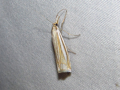 Crambus laqueatellus