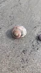 Amphibola crenata