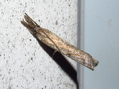 Neodactria luteolellus