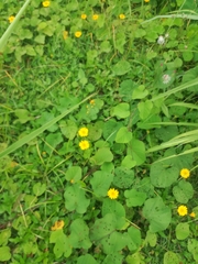 Melampodium divaricatum