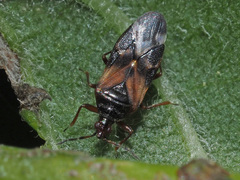 Anthocoris nemorum