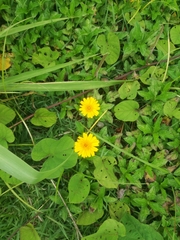 Melampodium divaricatum