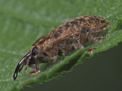 Dorytomus tremulae