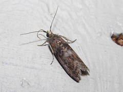 Sciota subcaesiella
