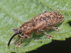 Dorytomus tremulae