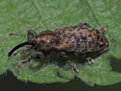 Dorytomus tremulae