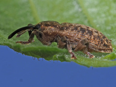 Dorytomus tremulae