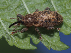Dorytomus tremulae