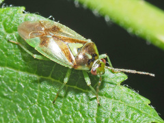 Orthops campestris