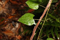 Echinostephia aculeata